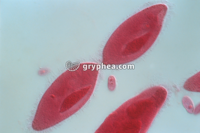 Paramécie en division binaire x100 - gryphea.org